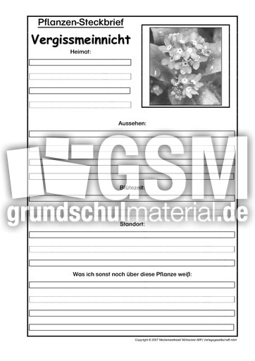 Pflanzensteckbrief-Vergissmeinnicht-SW.pdf